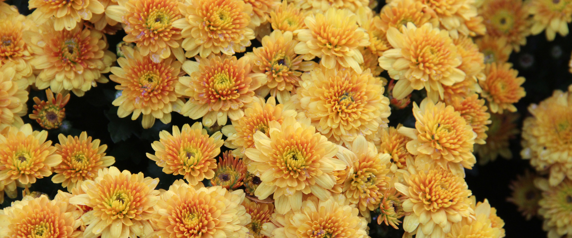 Chrysanthemum
