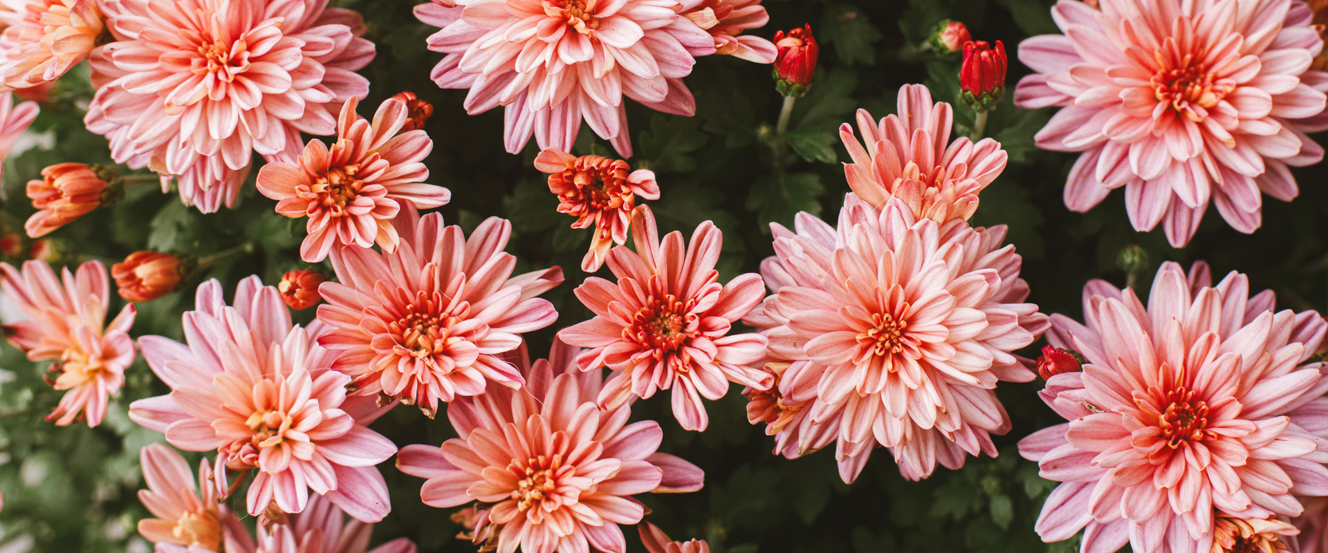 Chrysanthemum