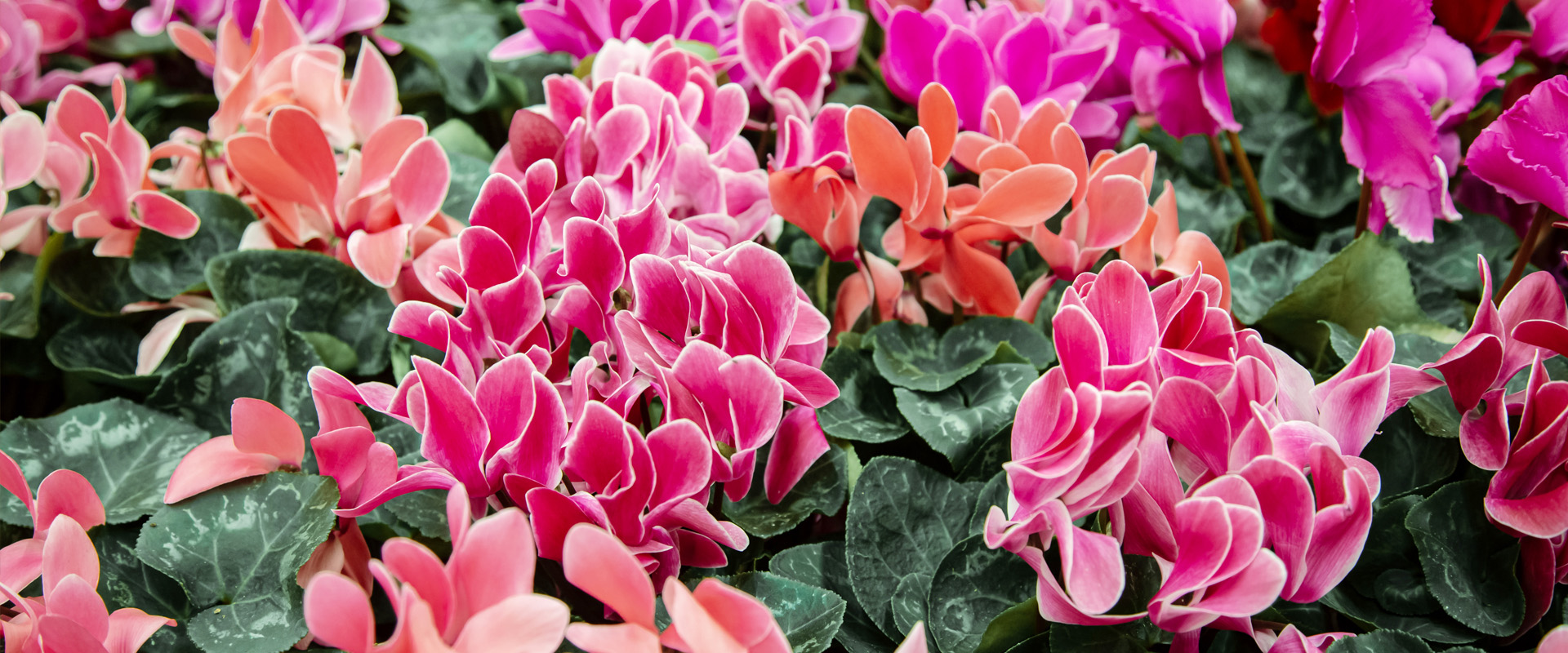 Cyclamen
