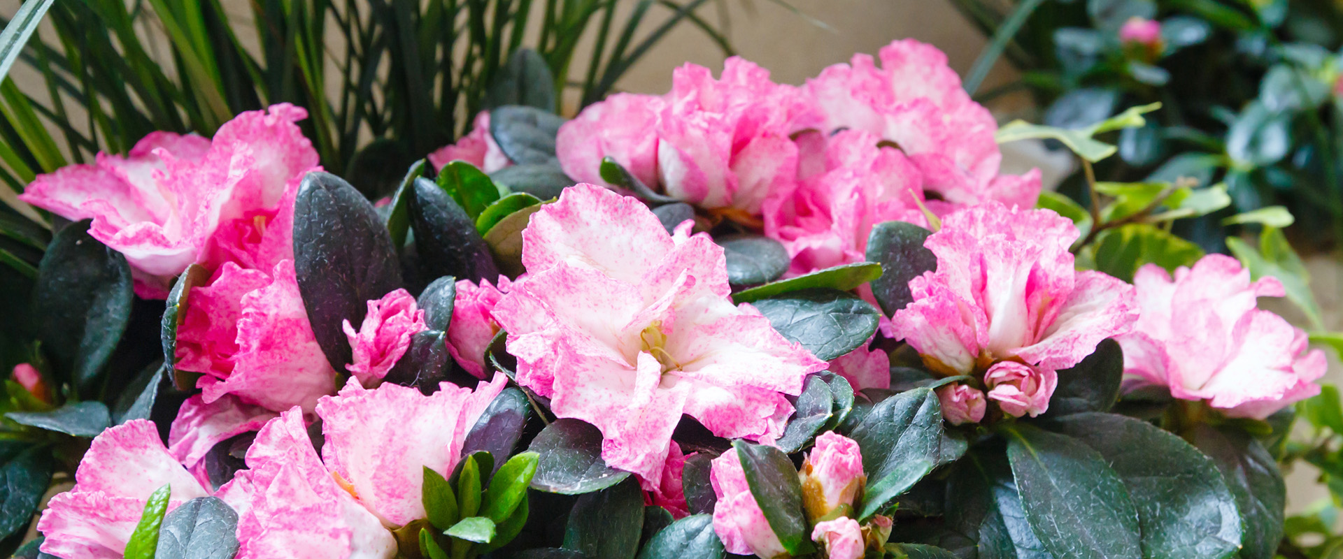 Azalea