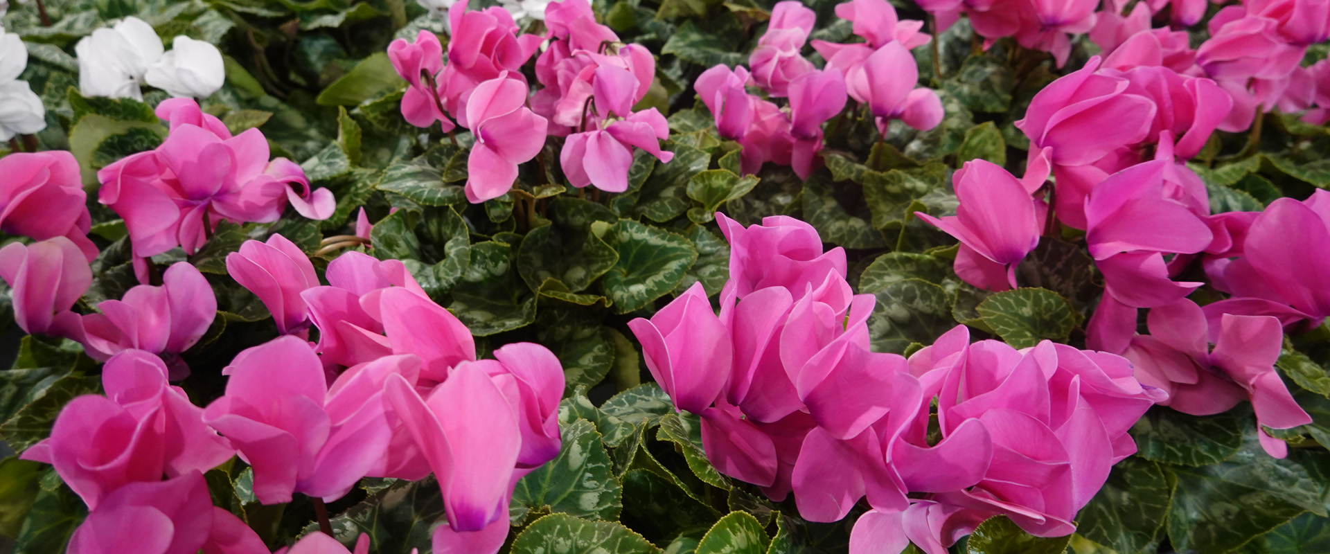 Cyclamen
