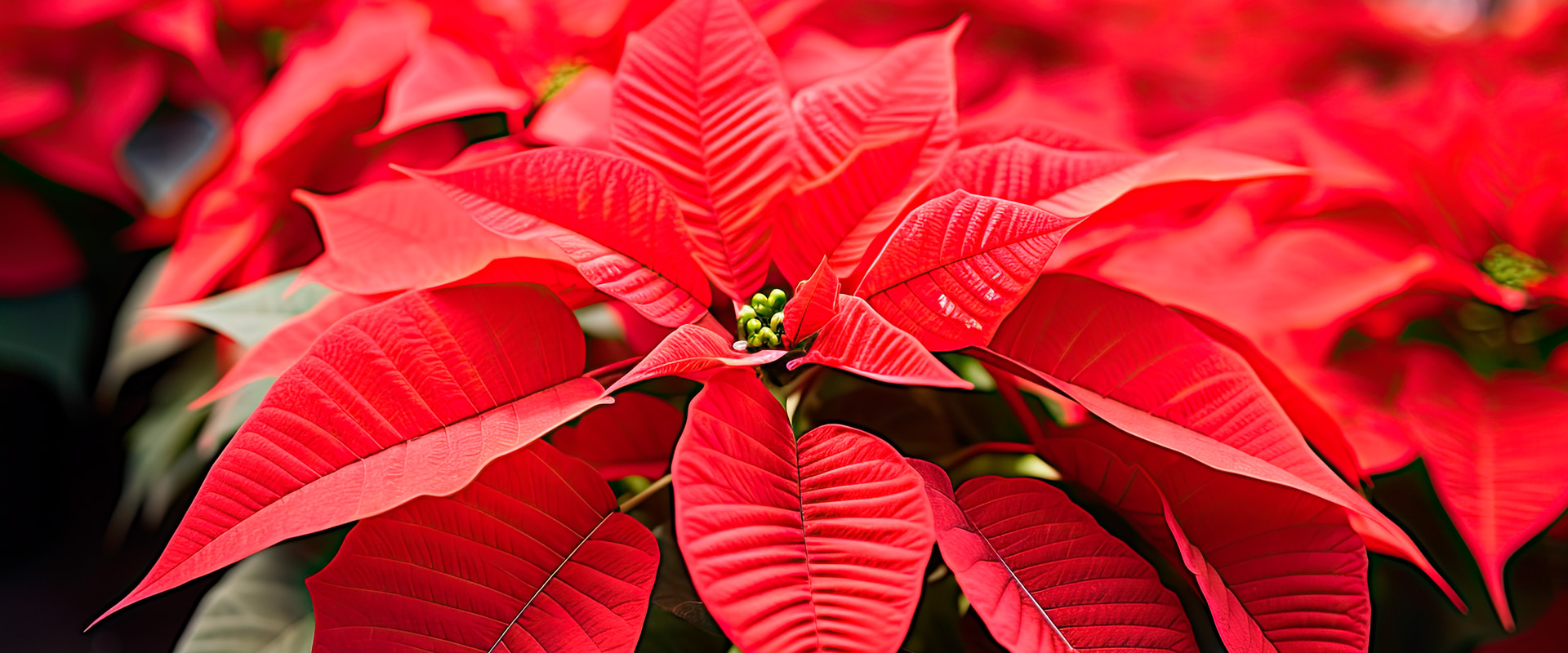 Poinsettia
