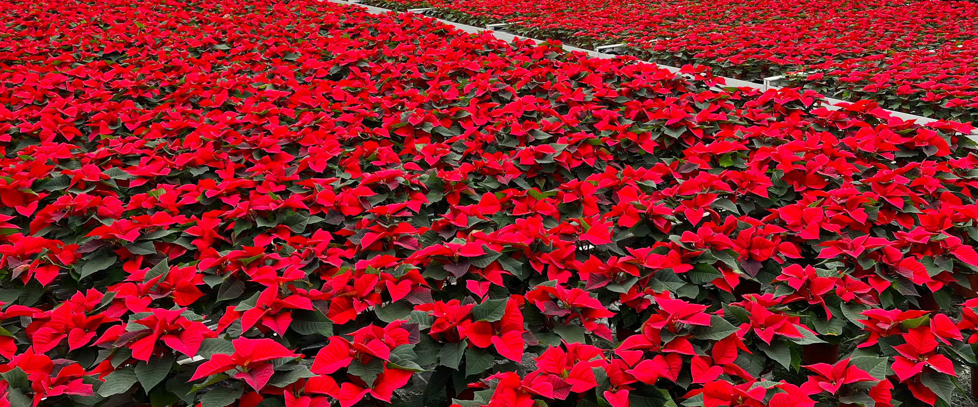 Poinsettia
