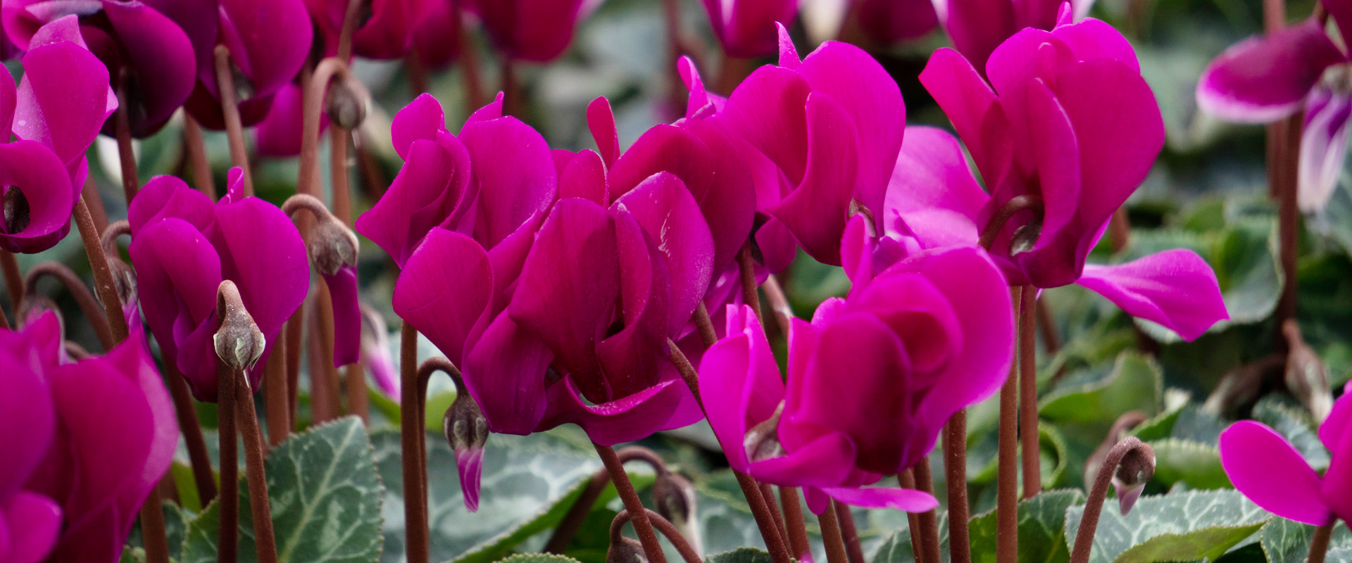 Cyclamen