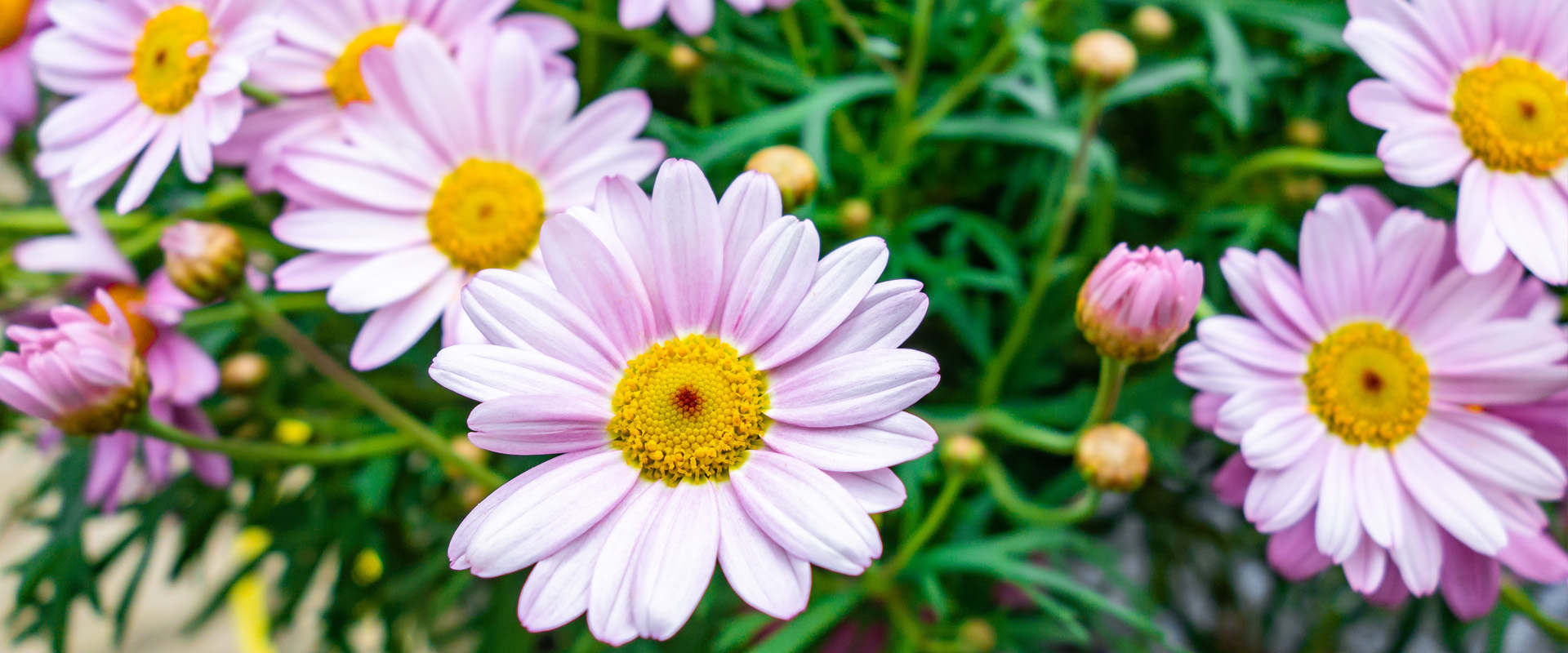 Argyranthemum