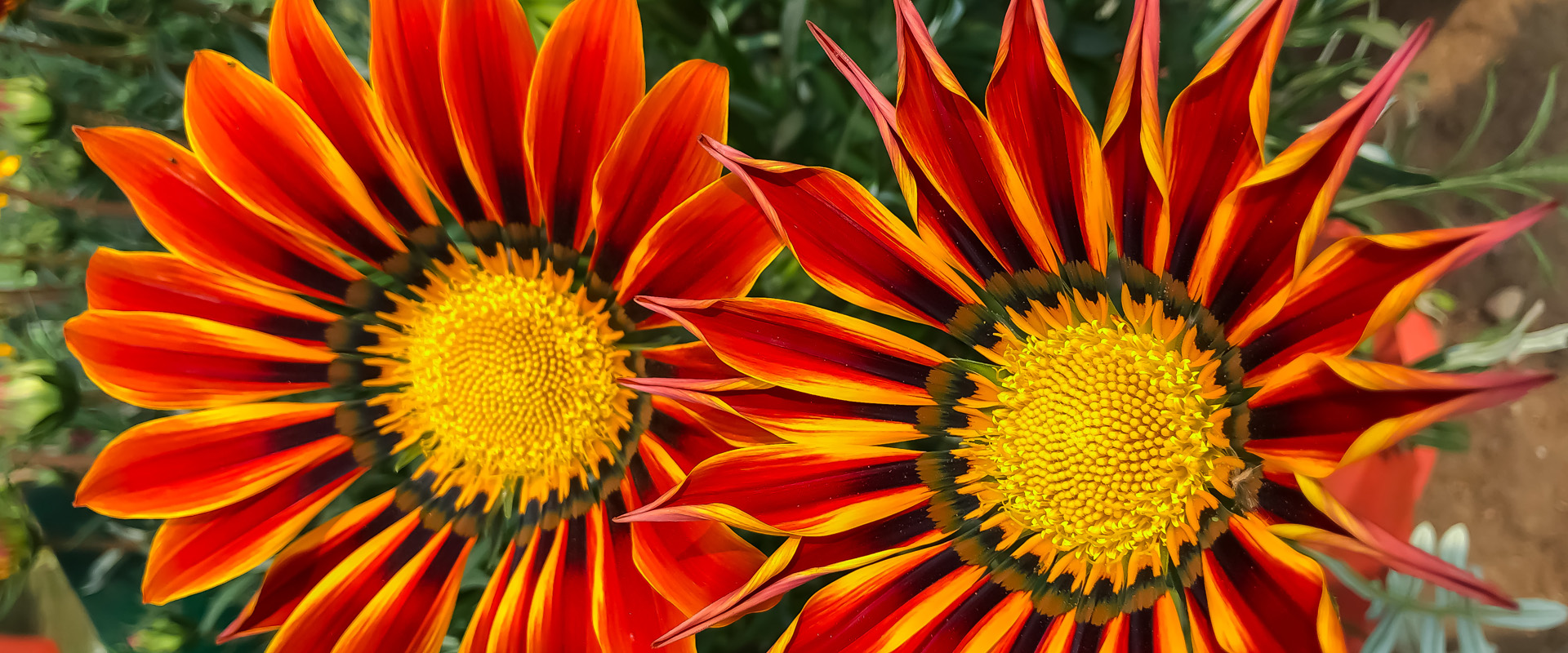 Gazania