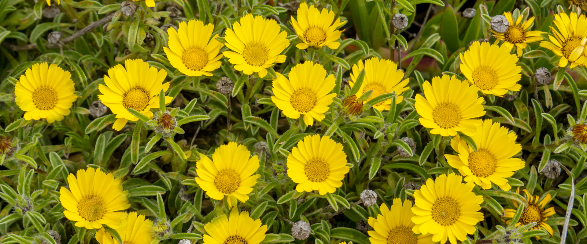 Asteriscus