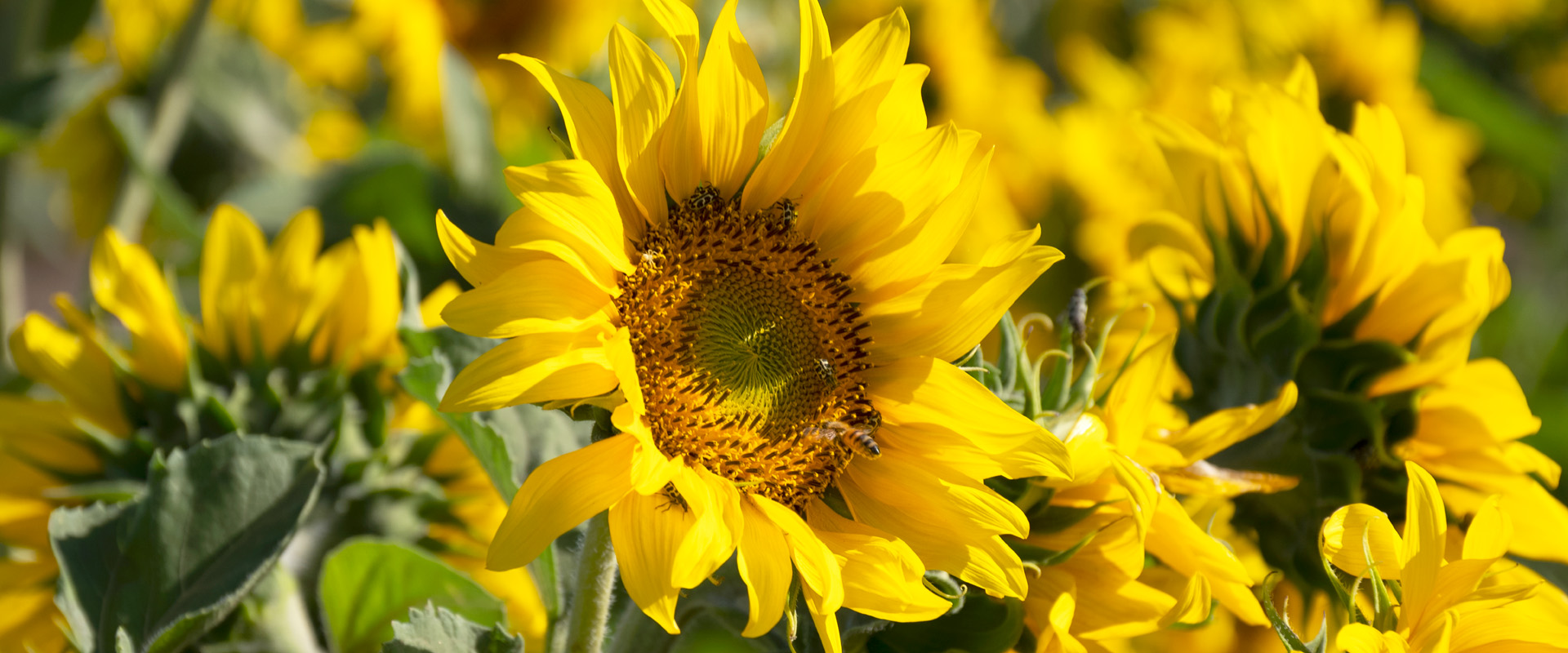 Helianthus