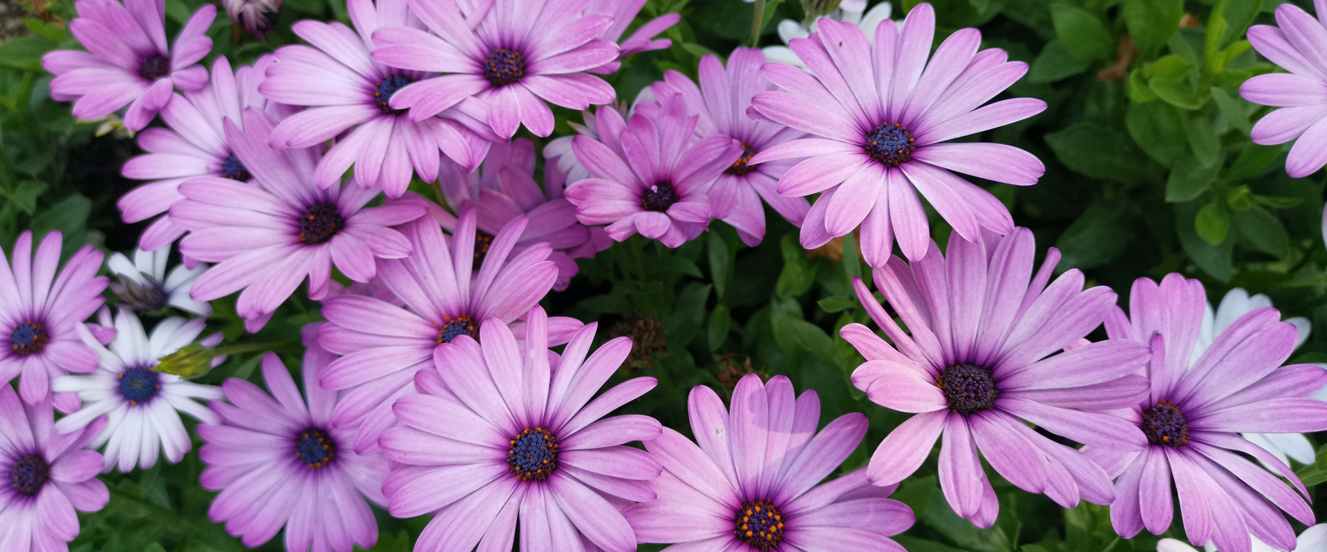 Osteospermum