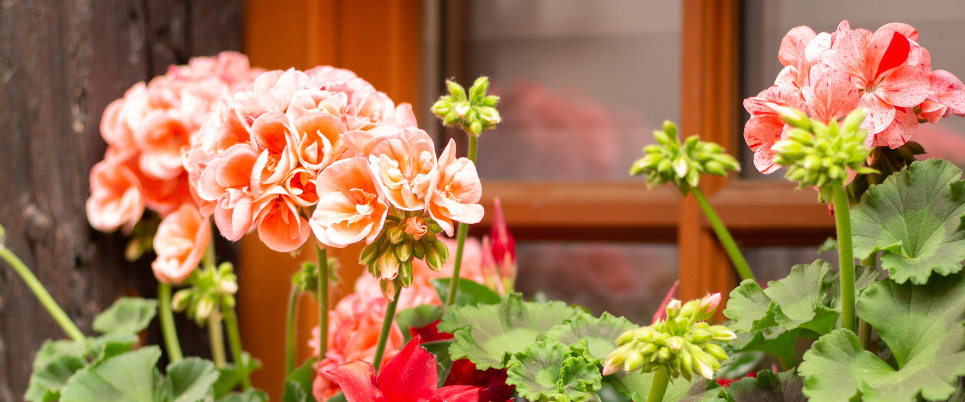 Pelargonie
