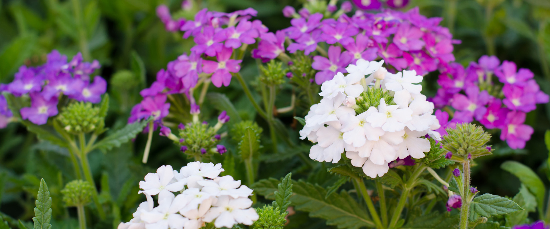 Verbena