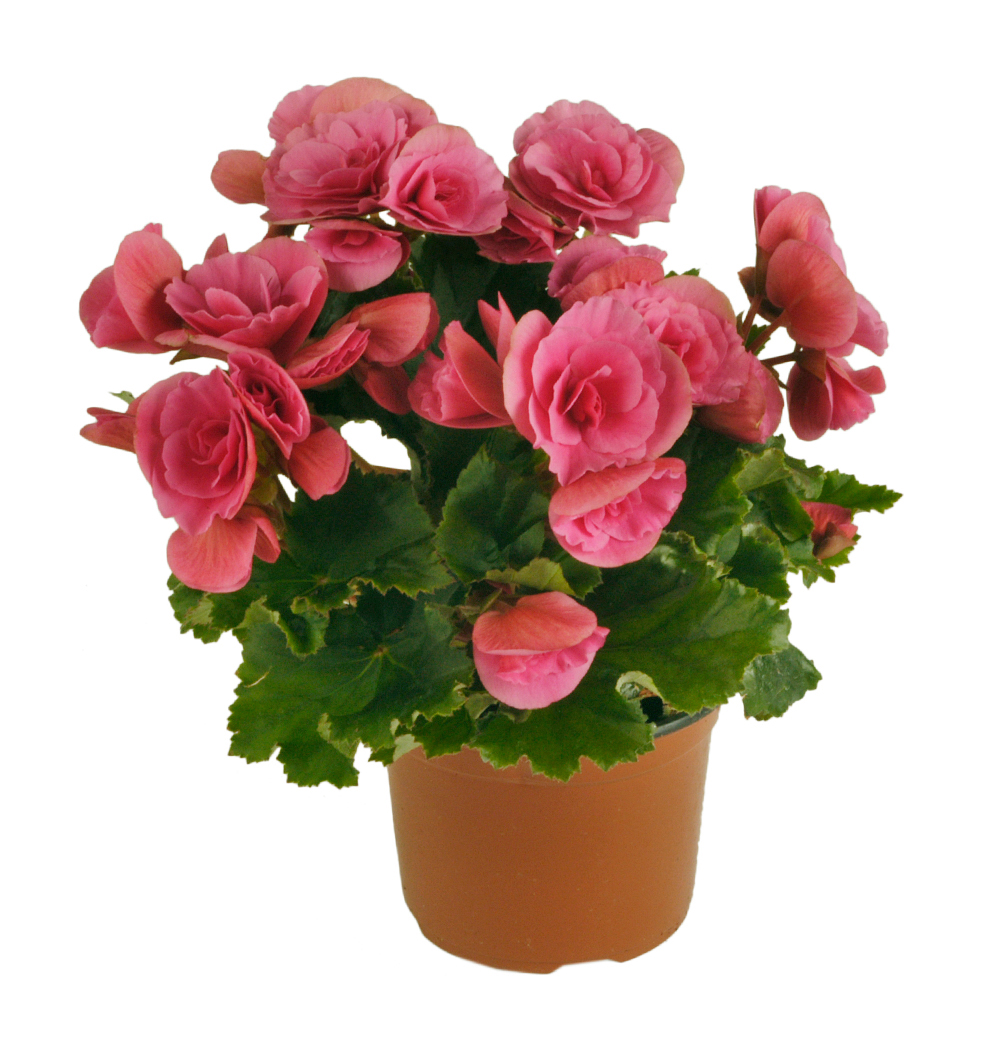 Begonia x Elatior k12