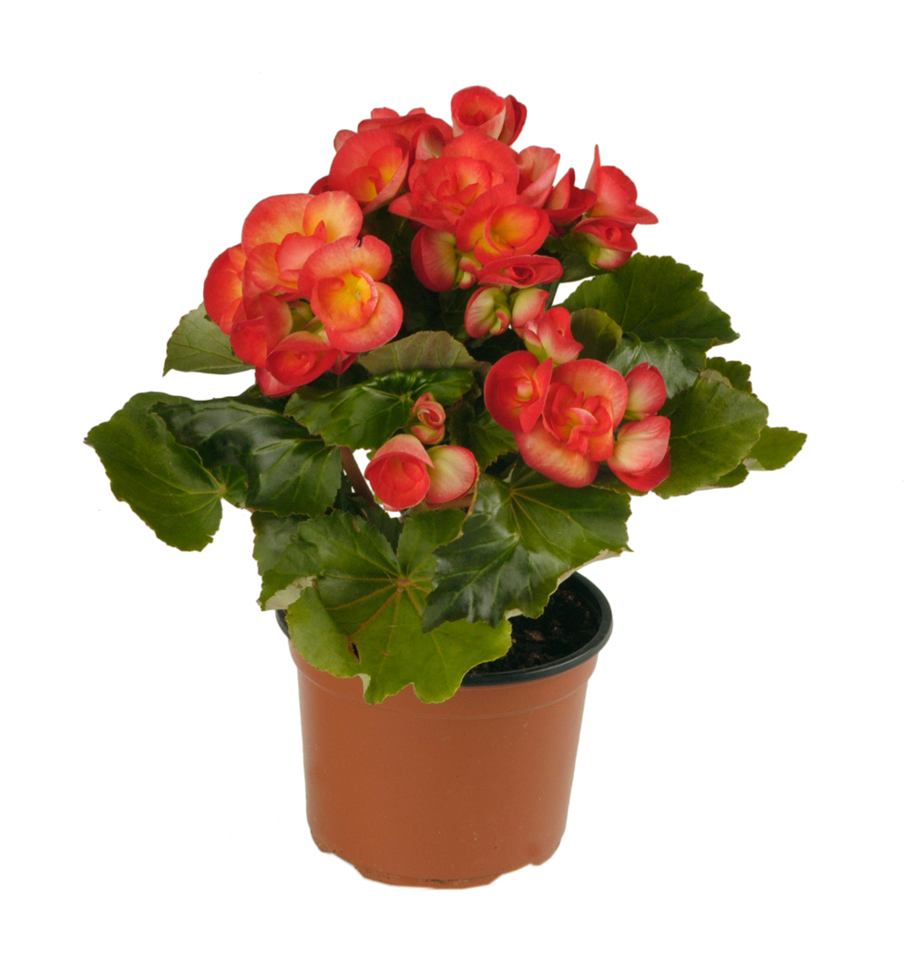 Begonia x Elatior k12