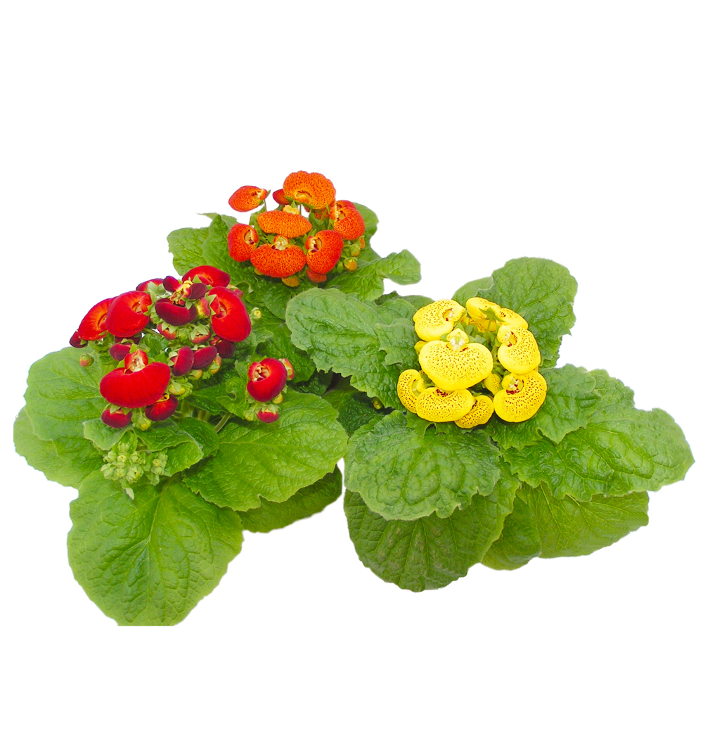 Calceolaria k10