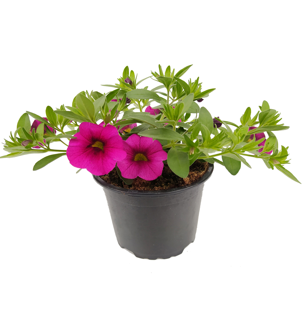 Calibrachoa k11