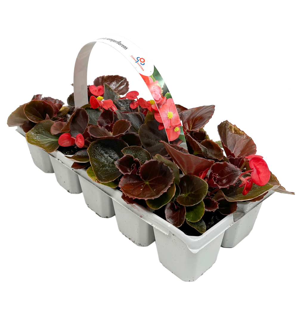 Begonia semperflorens 10pack