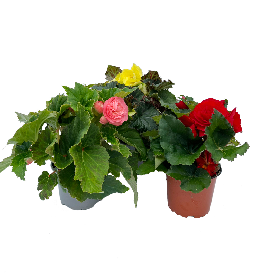 Begonia x tuberhybrida k12