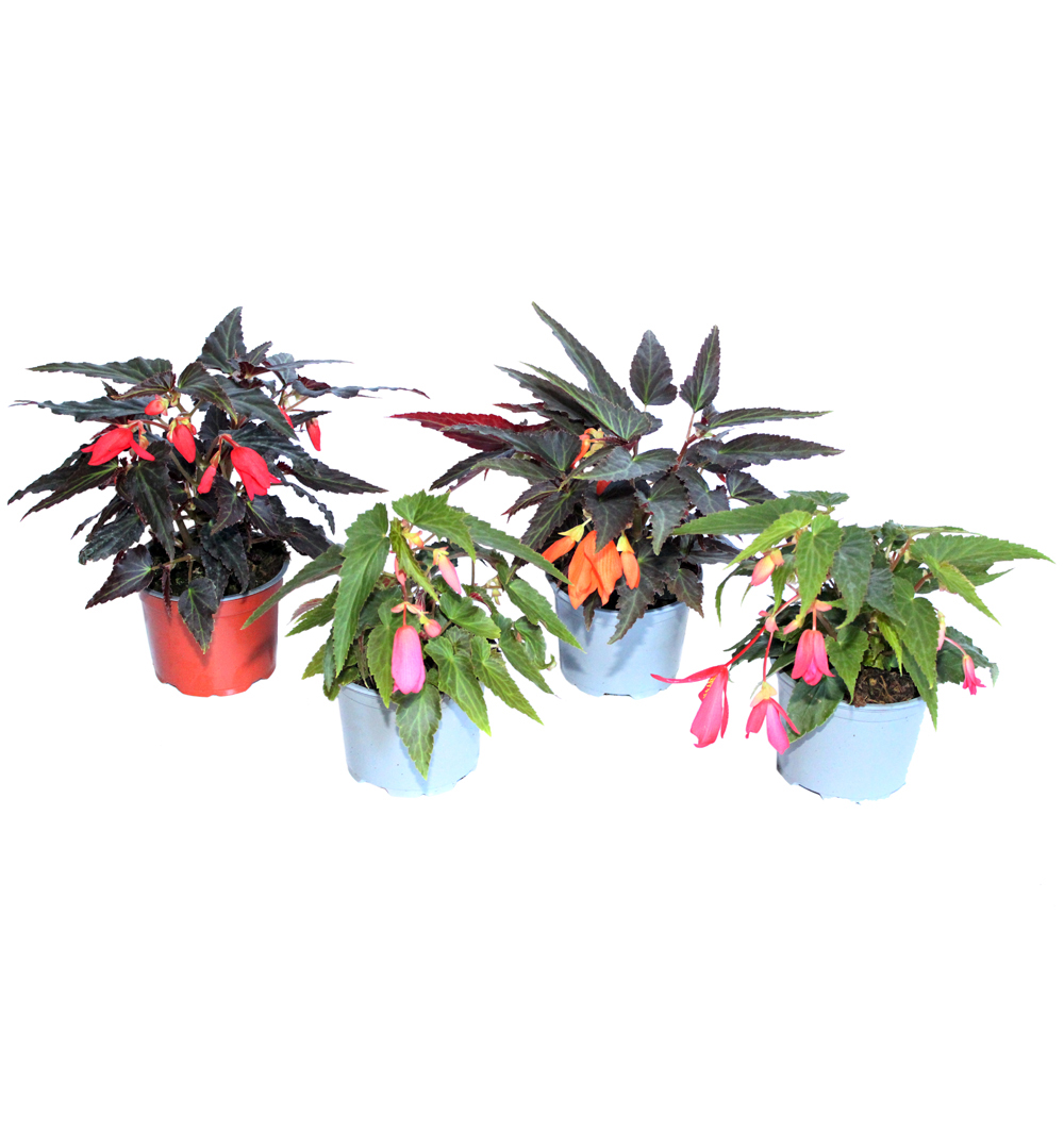 Begonia boliviensis převislá k12