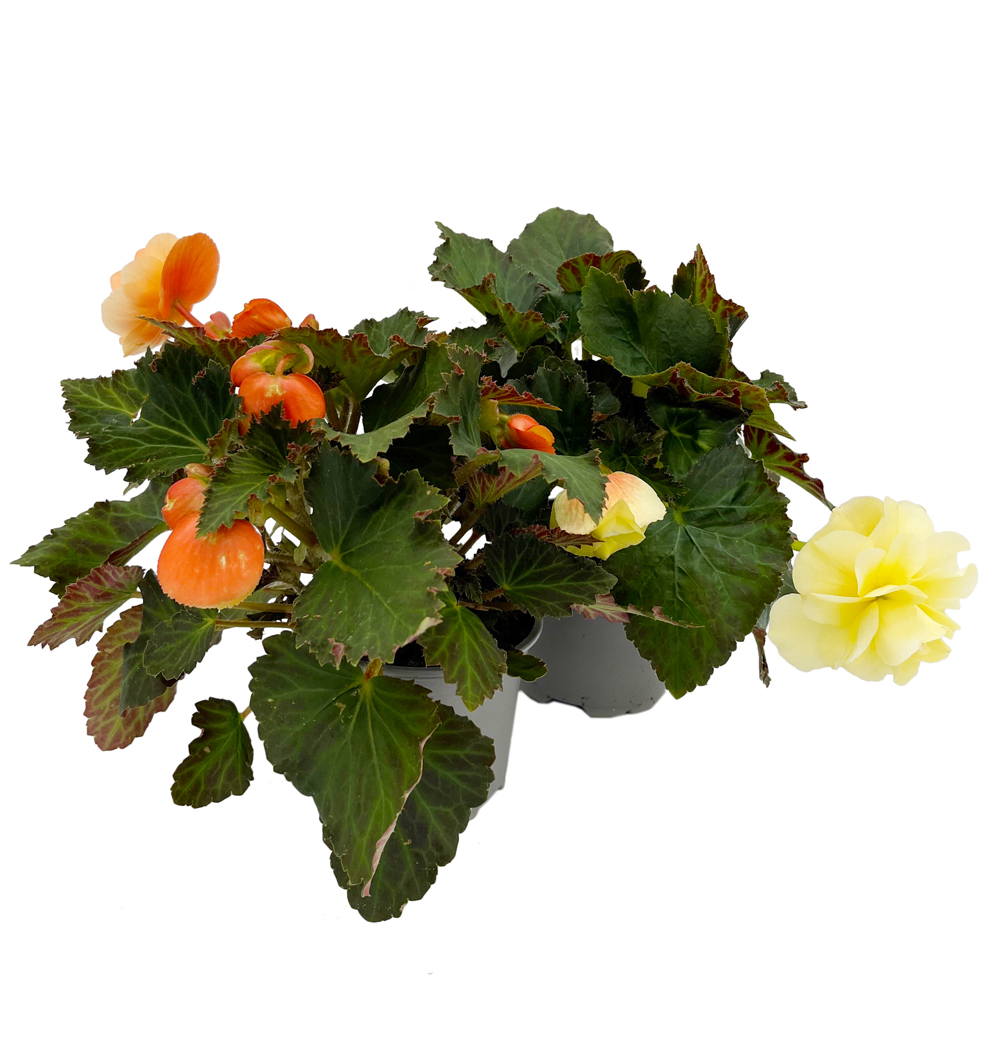 Begonia Fragrant Falls (vonící) k12