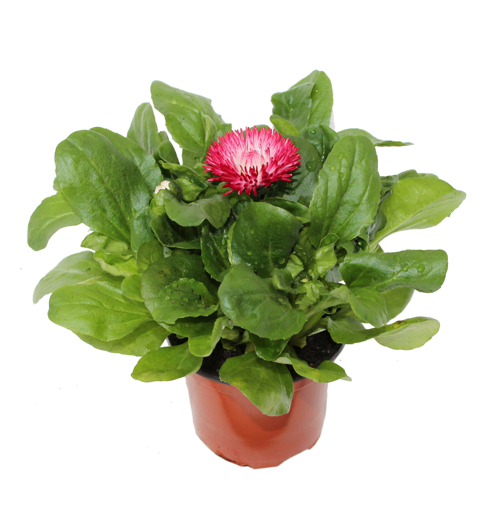 Bellis k9