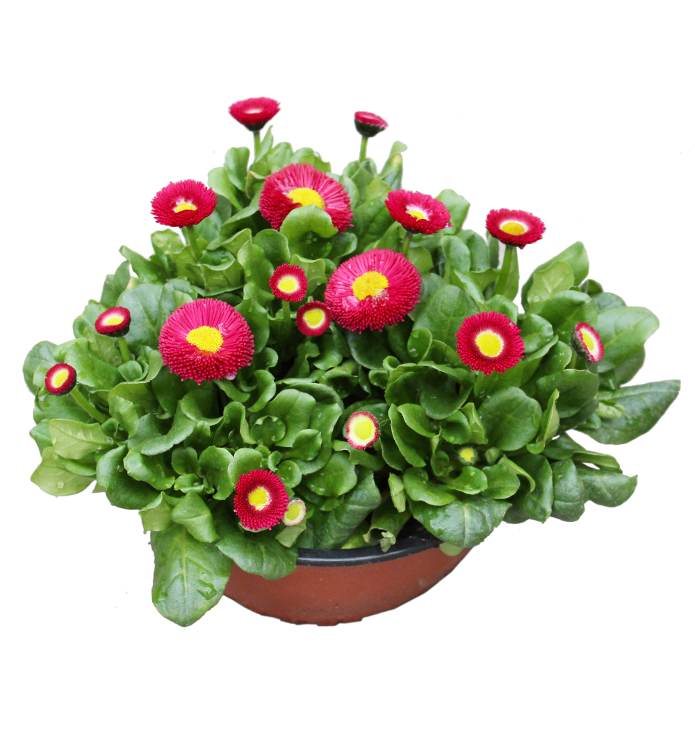 Bellis miska 19 cm