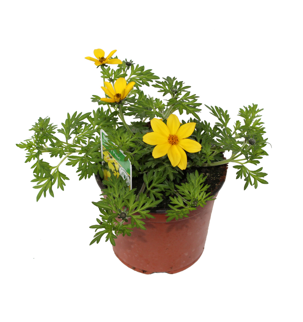 Bidens k11