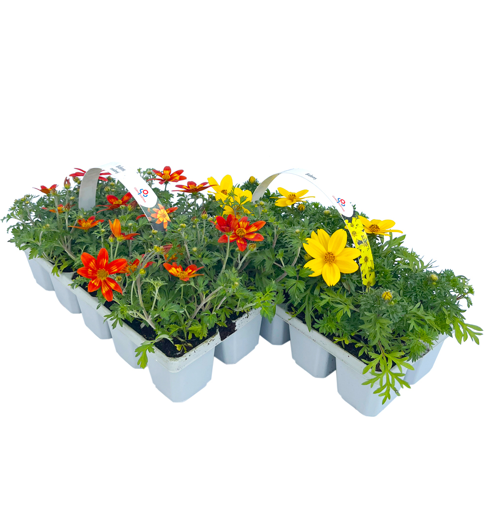 Bidens 10pack