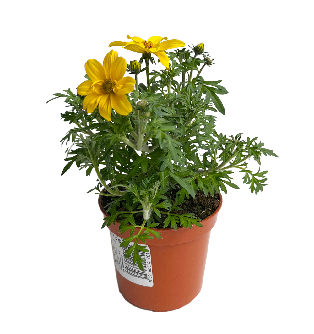 Bidens k9