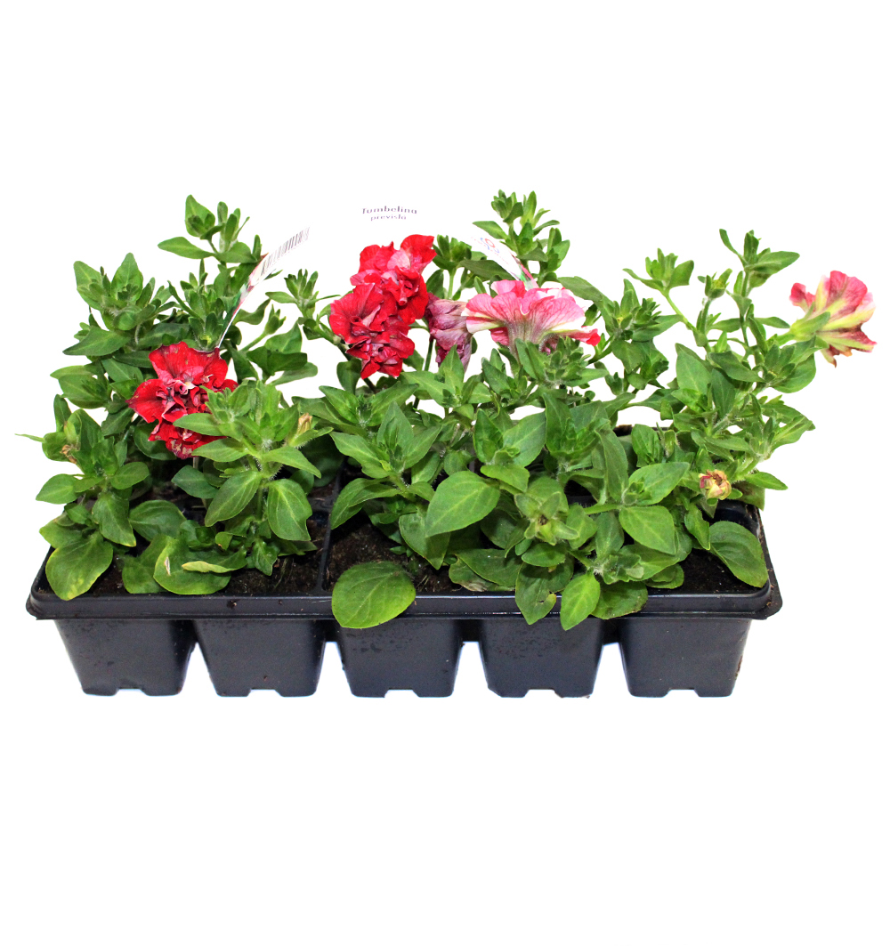 Tumbelina 10pack
