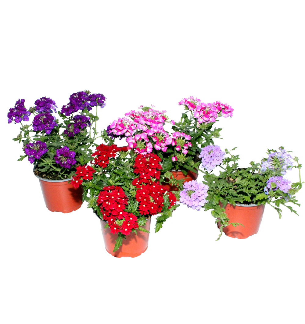 Verbena Vectura k11