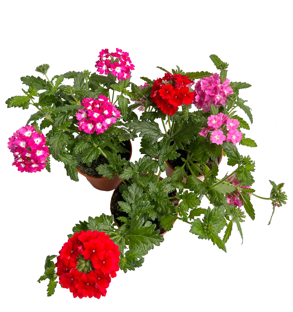 Verbena hybrida k9