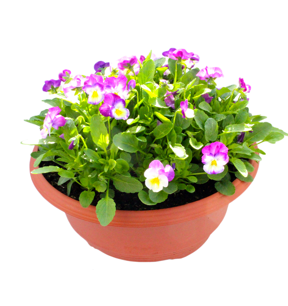 Viola - jarní, miska 27 cm