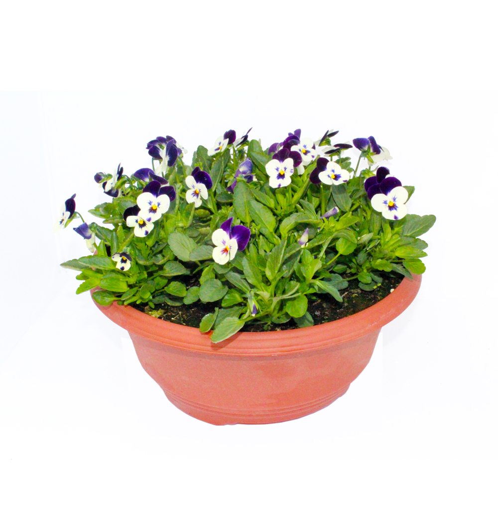 Viola - jarní, miska 27 cm