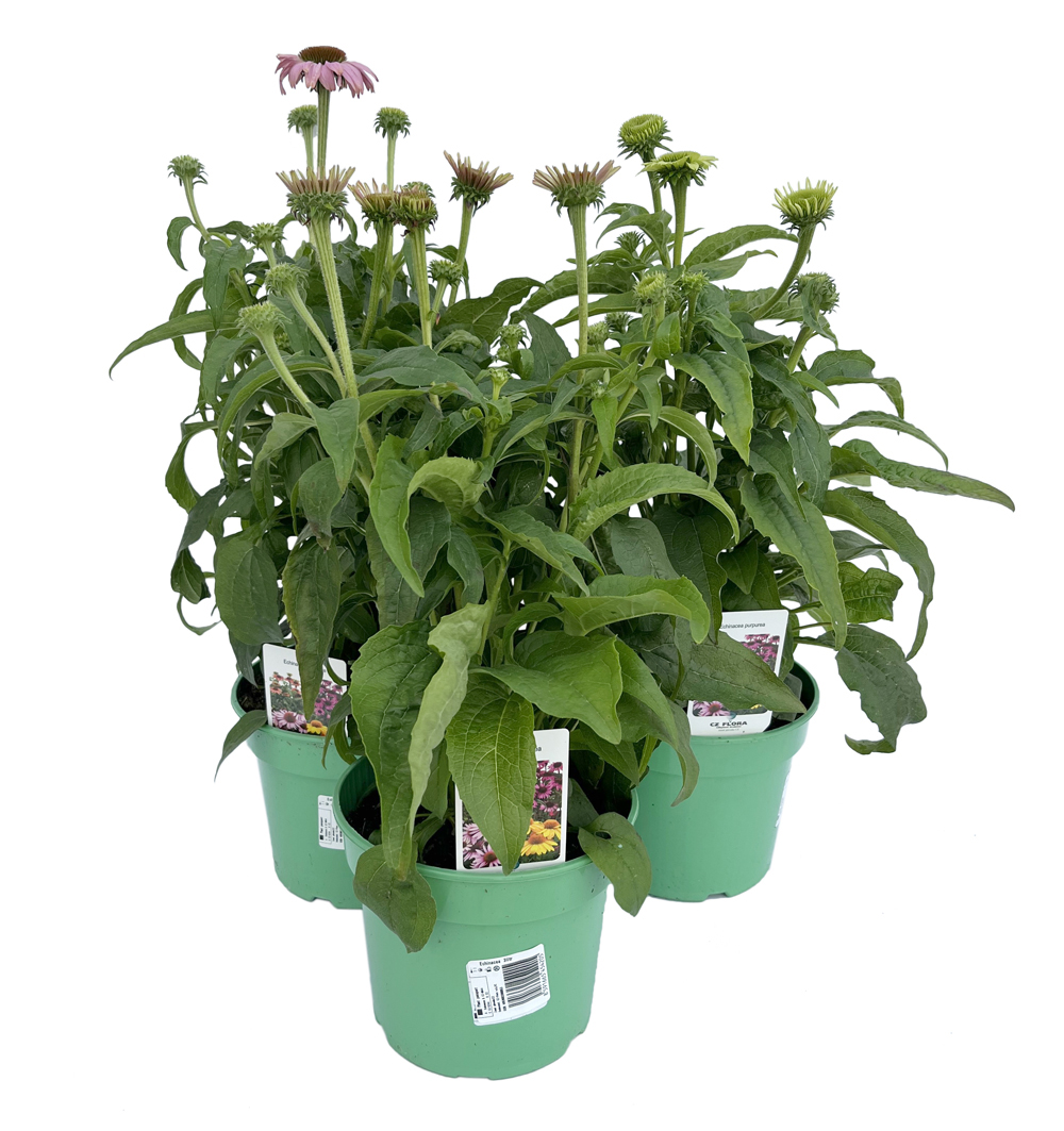 Echinacea 3 litr
