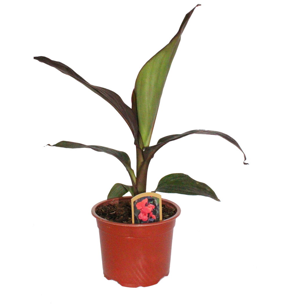 Canna k12